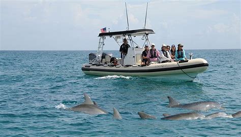 palm beach dolphin excursions